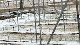 La tormenta causa importantes daños en los cultivos en San Vitero y alrededores