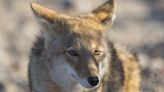 Ataca un Coyote en Carolina del Norte ¿Qué hacer para evitarlo? - La Noticia