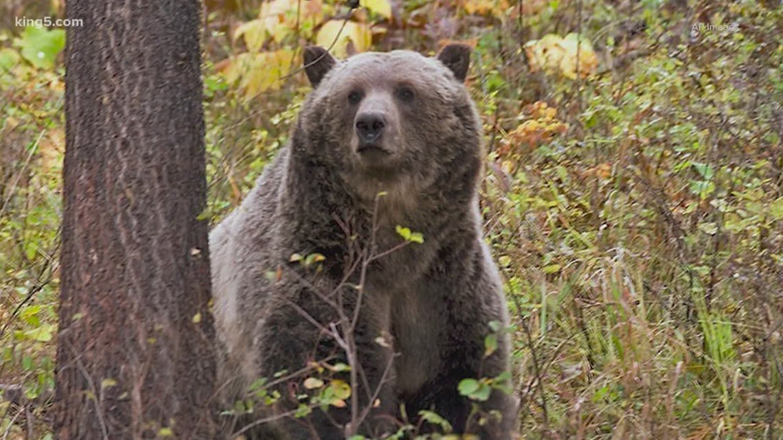 Grizzly bears are officially coming back to the North Cascades, National Park Service, U.S. Fish & Wildlife announce