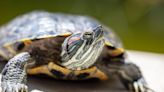 ‘Grandma’ Galapagos Tortoise at San Diego Zoo Celebrates 139th Birthday