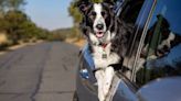 ¿Se puede llevar al perro en el coche si hace calor?: las exigencias de la ley de bienestar animal