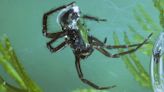 Nadan y giran: conozca a las arañas acuáticas