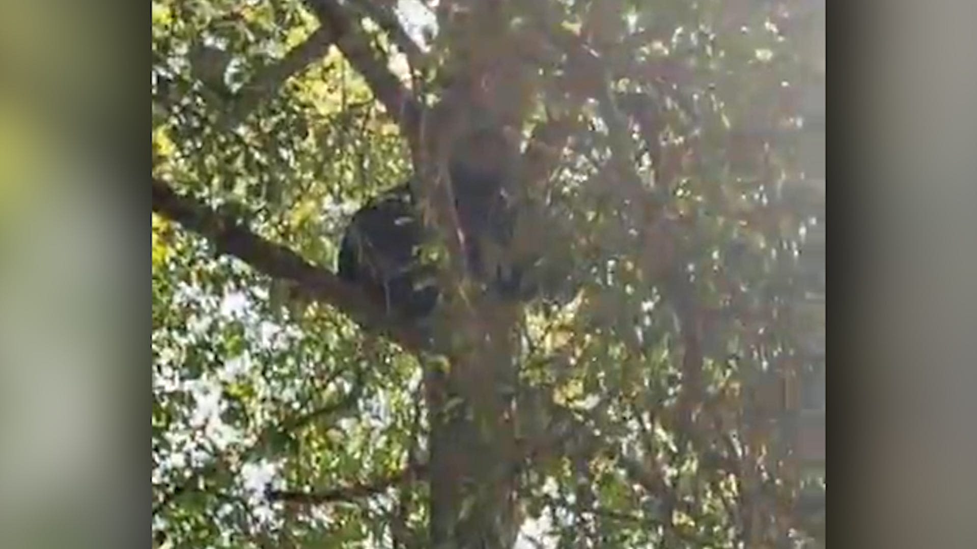 Bystanders catch video of black bear chased up a tree in Waycross, Georgia