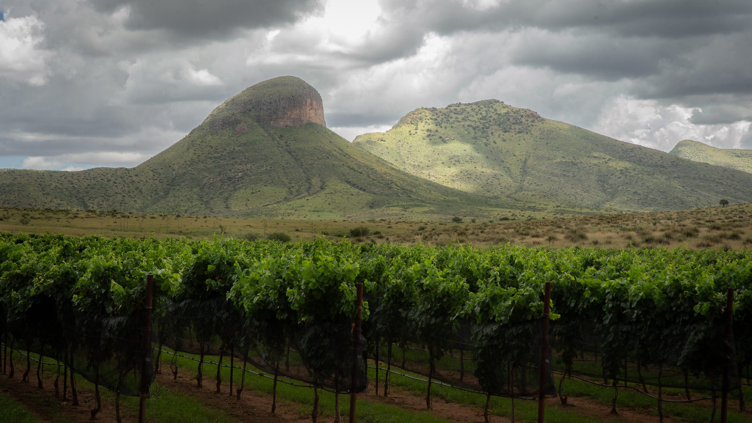 Why this Arizona winery is ranked in the top 2 in the country