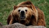 Rumanía pide revisar la protección del oso pardo por los crecientes daños que causa