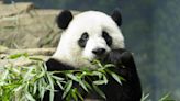 China is taking back all pandas in the US. Will they ever return?