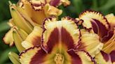 Gardening: This daylily is like a blaze of glory
