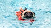 Animal Experts Share 14 Must-Know Tips For a Safe, Pet-Friendly Summer