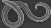 Recently awoken 46,000-year-old nematodes already have 100 generations of babies