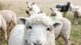 Compter les moutons : qui a inventé cette fameuse technique pour s'endormir ?