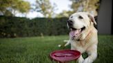 Yellow Lab's Obsession with Frisbee Golf Discs Turns Into Something Magical