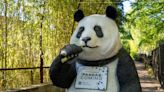 中美建交45周年 熊貓重返華府 謝鋒：美民眾更有機會見熊貓