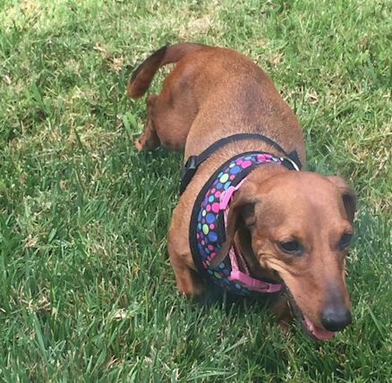 southern-california-dachshund-relief-la-habra- - Yahoo ...