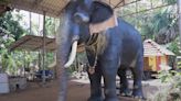 Temple in India replaces elephant with lifelike robot for ‘cruelty-free’ rituals