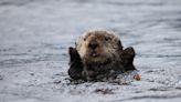 Oregon Aquarium Sea Otter Celebrates Birthday with the Most Fitting 'Cake'