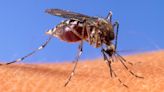 Mosquito pool in Waterloo tests positive for West Nile virus