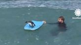 Have You Seen This? Penguin shreds some waves with South African bodyboarder
