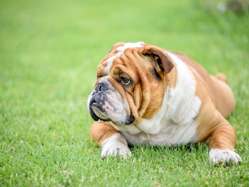 Cat's Bewildered Response to English Bulldog Chilling in a Cat Tree Is Understandable