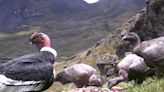Cóndor andino: de enemigo mortal a protector de la vida en el campo