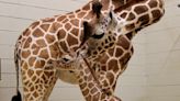 It's a girl: Baby giraffe born at Birmingham Zoo