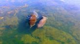 Hurricane Idalia tears through Crystal River, a safe haven for manatees