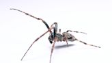 Live Spider Shed Its Skin in Woman's Ear — She Heard 'Clicking and Rustling' Sounds