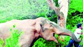 Karnataka wildlife conflict ex-gratia payments surge