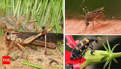 10 most deadliest insects in the world | - Times of India