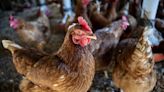Poultry enterprise in California to pay $4.8M after employing children to work with sharp knives