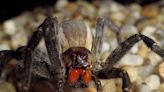 Supermarket evacuated after spider whose bite can cause painful erections or death spotted