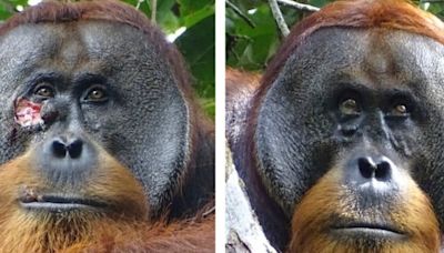 Los orangutanes ya se curan solos, el reino animal nos desafía