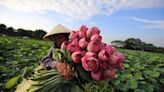 Masticando flores de loto