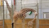 Des Moines' Blank Park Zoo officially names its recently born giraffe calf