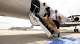 Mascotas: "Air Ladrido" se estrena como la aerolínea alternativa para perros