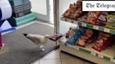 Watch: ‘Steven Seagull’ puts shop under siege with repeated crisp theft