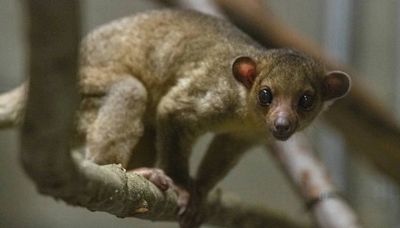 Raro animal tropical sorprende tras ser rescatado en una árida carretera de EEUU: ¿Cómo acabó ahí?