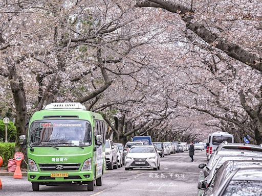 為明年賞櫻提前準備！釜山自由行推薦「南川洞櫻花路」旅遊攻略