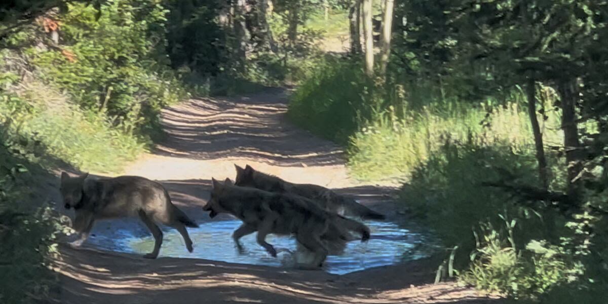 Colorado Parks and Wildlife says Copper Creek wolf pack was captured