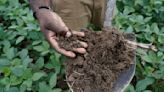 Los campos de cultivo también almacenan dióxido de carbono. La cuestión es cuánto