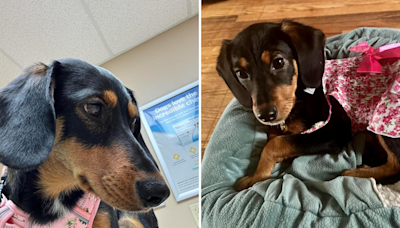 Couple told they've adopted a dachshund, but DNA test reveals truth