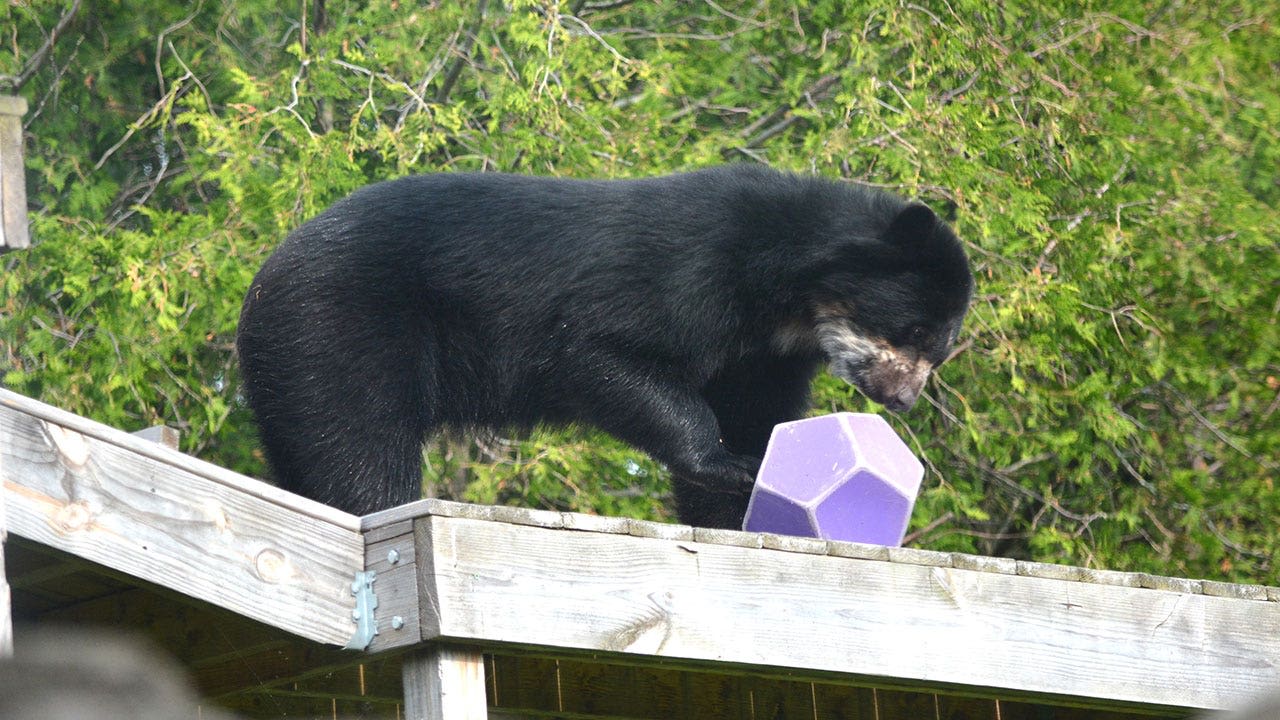 Racine Zoo announces new resident, an Andean bear named Inti