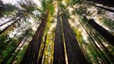 Hiking to the world's tallest tree? You face $5,000 fines and jail, California officials say