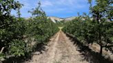 Bitter spring frosts decimate apple crop in Crimea