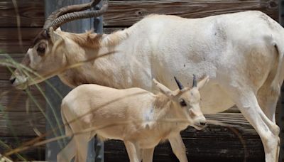 Disney’s Animal Kingdom celebrates motherhood milestone with addax family