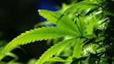 US drug control agency will move to reclassify marijuana in a historic shift, AP sources say