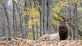 9 fantastic fall wildlife viewing opportunities in the US