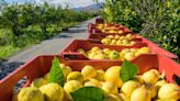 SAP BrandVoice: Spain’s Lemon Surplus Is A Sour Supply Chain Reminder