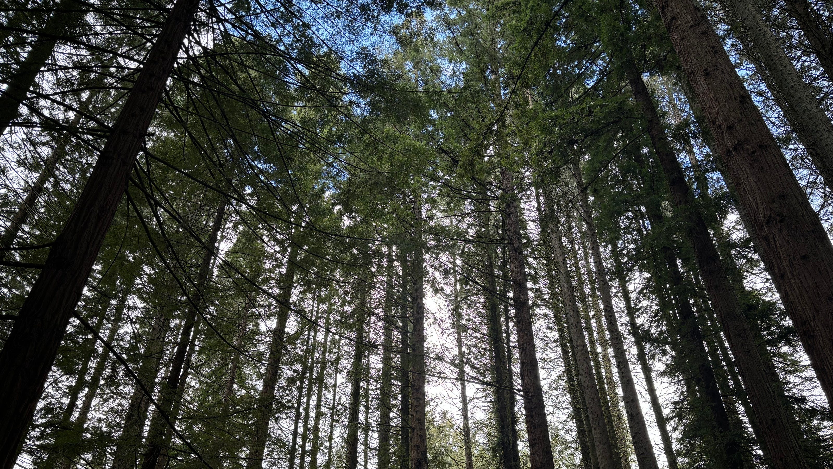 Arbor Day: How a Nebraska editor and Richard Nixon, separated by a century, gave trees a day