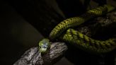 SNEK sube y se posiciona en el top 3 de Cardano