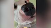 Woman shows dog her reflection in phone camera, instantly regrets it